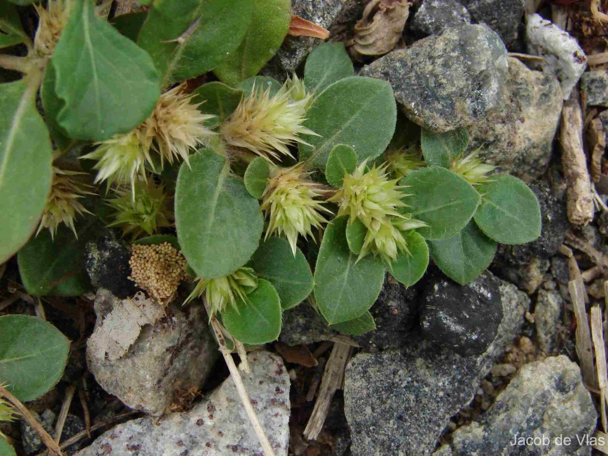 Alternanthera pungens Kunth